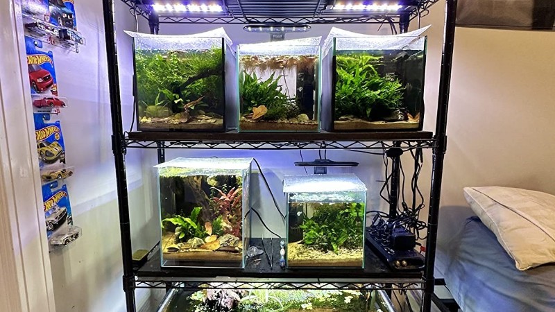 一木一草一世界，你的微觀小森林