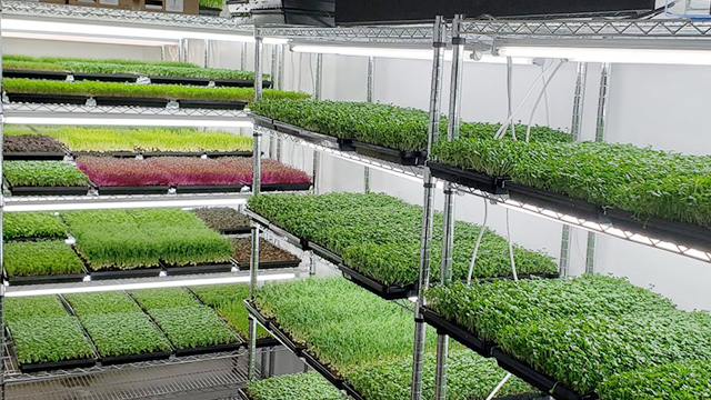 香港農(nóng)場(chǎng)園藝場(chǎng)，花店，立體種植場(chǎng)，培植機(jī)構(gòu)案例