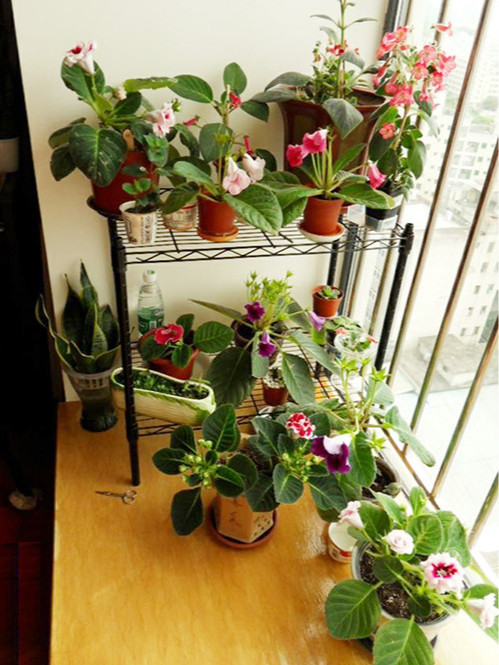 陽臺窗臺植物種植花草線網(wǎng)置物架 陽臺窗臺植物種植花草線網(wǎng)置物架